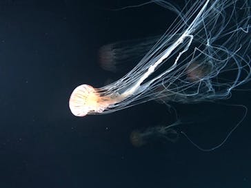 サンシャイン水族館に投稿された画像（2020/8/14）