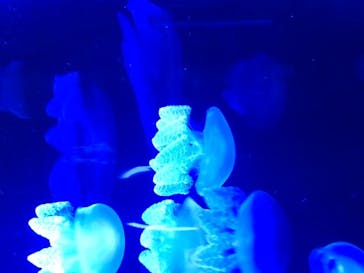 サンシャイン水族館に投稿された画像（2020/8/14）