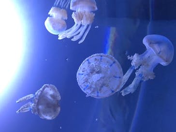 サンシャイン水族館に投稿された画像（2020/8/14）