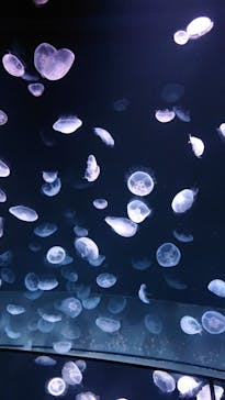 サンシャイン水族館に投稿された画像（2020/8/14）