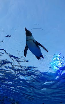 サンシャイン水族館に投稿された画像（2020/8/14）