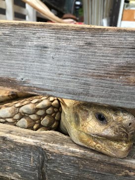 としまえんに投稿された画像（2020/8/14）