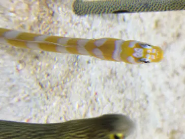 すみだ水族館に投稿された画像（2020/8/14）