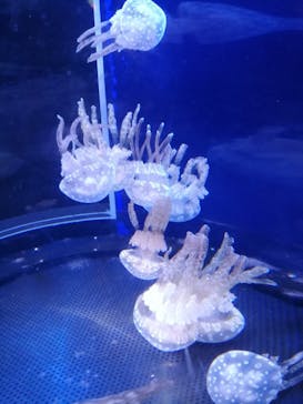 新江ノ島水族館に投稿された画像（2020/8/14）