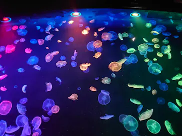 すみだ水族館に投稿された画像（2020/8/14）