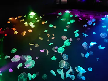 すみだ水族館に投稿された画像（2020/8/14）