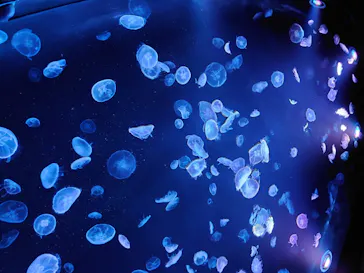 すみだ水族館に投稿された画像（2020/8/14）