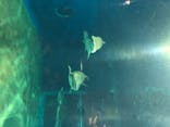 アクアワールド茨城県大洗水族館に投稿された画像（2020/8/14）