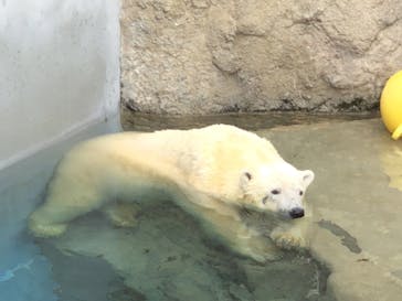 旭川市旭山動物園に投稿された画像（2020/8/14）