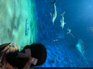 アクアワールド茨城県大洗水族館に投稿された画像（2020/8/14）