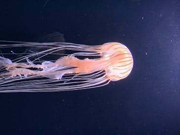 サンシャイン水族館に投稿された画像（2020/8/14）