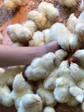 Moff animal cafe MARKIS 福岡ももち店に投稿された画像（2020/8/14）