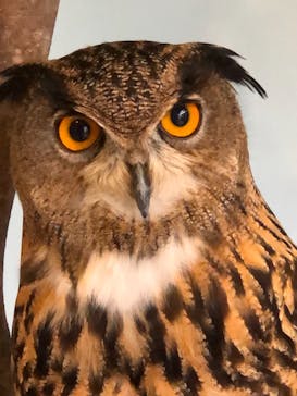 Moff animal cafe MARKIS 福岡ももち店に投稿された画像（2020/8/14）