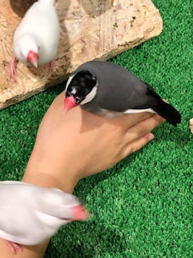 Moff animal cafe MARKIS 福岡ももち店に投稿された画像（2020/8/14）