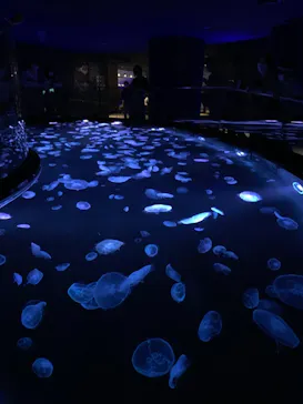 すみだ水族館に投稿された画像（2020/8/14）