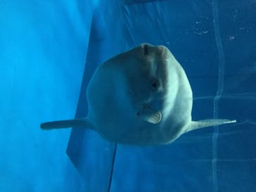 アクアワールド茨城県大洗水族館に投稿された画像（2020/8/14）