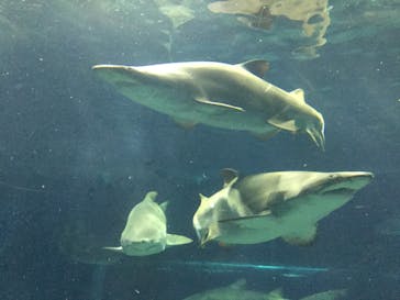 アクアワールド茨城県大洗水族館に投稿された画像（2020/8/14）