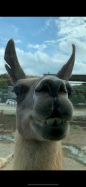 那須サファリパークに投稿された画像（2020/8/14）