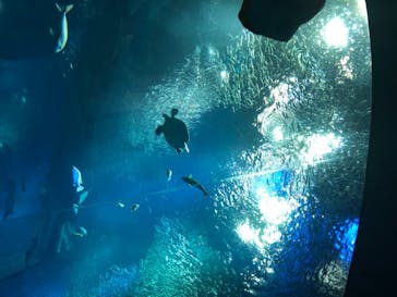 アクアワールド茨城県大洗水族館に投稿された画像（2020/8/14）