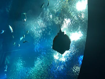 アクアワールド茨城県大洗水族館に投稿された画像（2020/8/14）