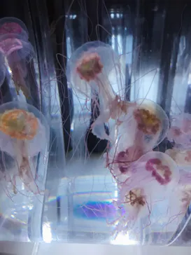 すみだ水族館に投稿された画像（2020/8/14）