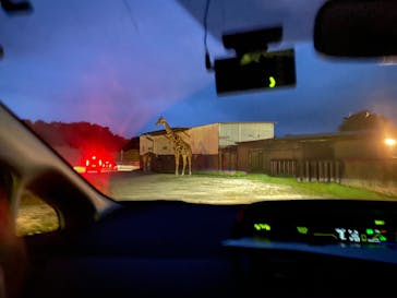 那須サファリパークに投稿された画像（2020/8/14）