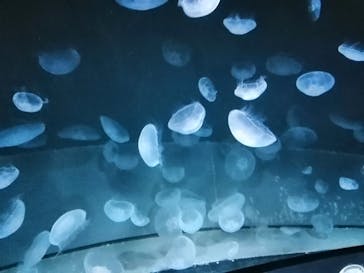 サンシャイン水族館に投稿された画像（2020/8/14）