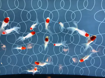 すみだ水族館に投稿された画像（2020/8/14）