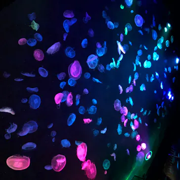 すみだ水族館に投稿された画像（2020/8/14）