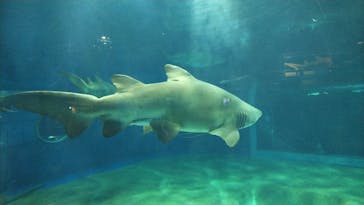 アクアワールド茨城県大洗水族館に投稿された画像（2020/8/14）