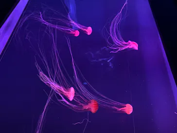 すみだ水族館に投稿された画像（2020/8/14）