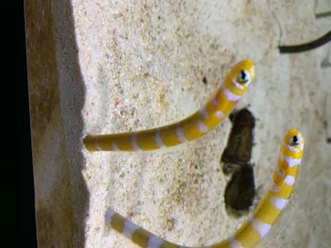 すみだ水族館に投稿された画像（2020/8/14）