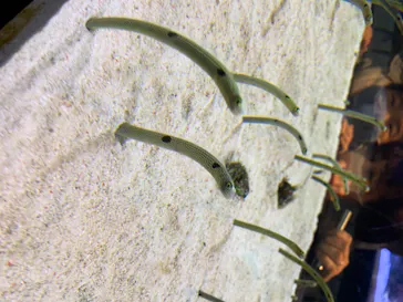 すみだ水族館に投稿された画像（2020/8/14）