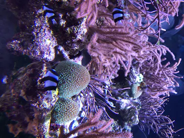 すみだ水族館に投稿された画像（2020/8/14）