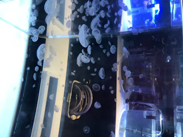 すみだ水族館に投稿された画像（2020/8/14）