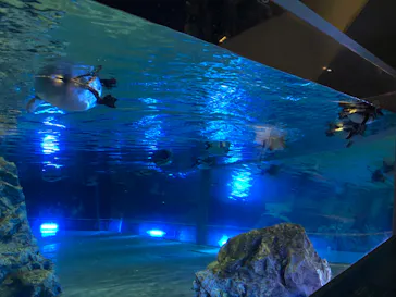 すみだ水族館に投稿された画像（2020/8/14）