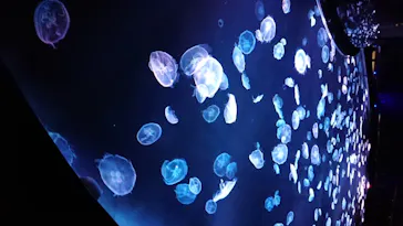 すみだ水族館に投稿された画像（2020/8/14）