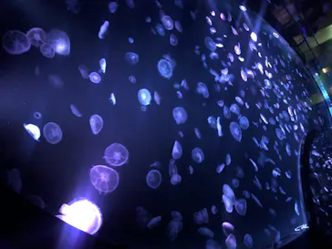 すみだ水族館に投稿された画像（2020/8/14）