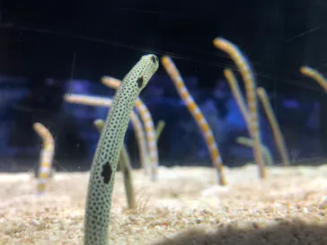 すみだ水族館に投稿された画像（2020/8/14）