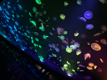 すみだ水族館に投稿された画像（2020/8/14）