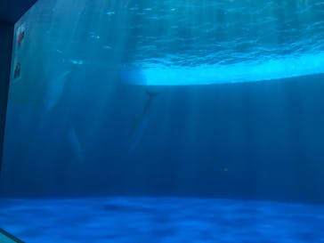 四国水族館に投稿された画像（2020/8/14）