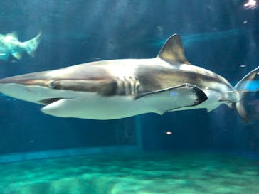 アクアワールド茨城県大洗水族館に投稿された画像（2020/8/14）