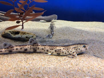 アクアワールド茨城県大洗水族館に投稿された画像（2020/8/14）