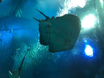 アクアワールド茨城県大洗水族館に投稿された画像（2020/8/14）