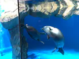 仙台うみの杜水族館に投稿された画像（2020/8/14）