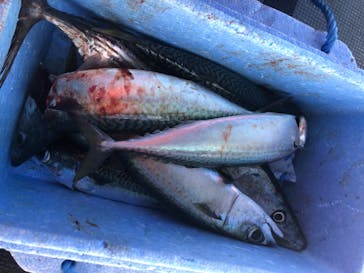 SUNNY FISHING（サニーフィッシング）に投稿された画像（2020/8/14）