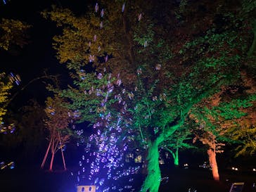 二条城×ネイキッド 二条城夏まつり2021に投稿された画像（2020/8/14）