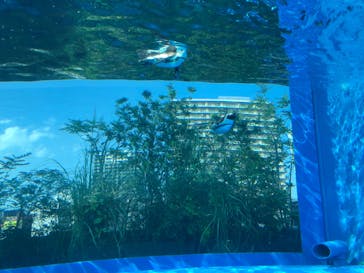 サンシャイン水族館に投稿された画像（2020/8/14）