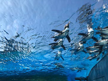 サンシャイン水族館に投稿された画像（2020/8/14）