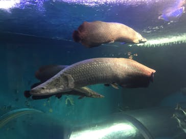 株式会社Gに投稿された画像（2020/8/14）